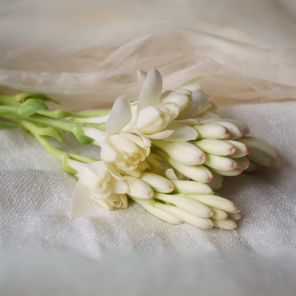 チュエベローズの花の画像