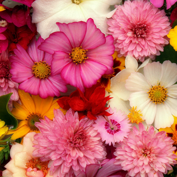 花の香りのイメージ画像